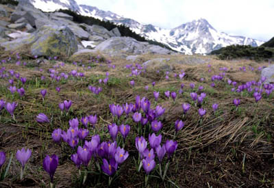 Sdosteuropa, Bulgarien: Quer durch Bulgarien - Gebirgslandschaft mit schneebedecktem Gipfel im Hintergrund